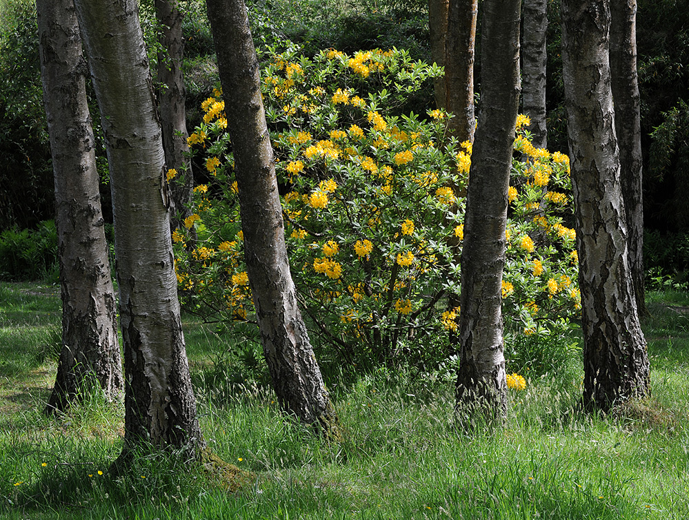 Furzey Gardens New Forest Yellow and Birch